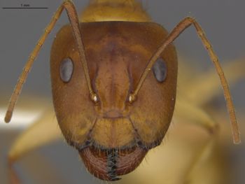 Media type: image;   Entomology 568523 Aspect: frontal